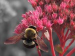 bee-on-pink-color-isolated_edited-1
