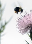 bumble-bee-flight