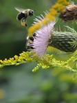 bumble-bee-flight-favorite-color