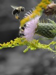 bumble-bee-flight-favorite-color_isolated