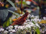 butterfly-orange-full-color