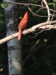 cardinal-full-color
