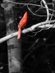 cardinal_isolated color_edited-1
