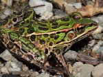 cool-frog-nice-colors