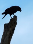 crow-crowing