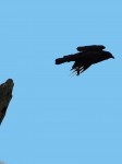 crow-flight