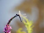 dragonfly-flower_edited-1