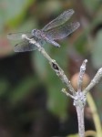 dragonfly-hand-stick