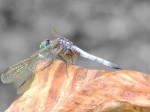 dragonfly-isolated-color