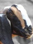 goat-cailie-mpj-farm