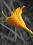 goldenrod-single-flower-color-isolated