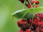 grasshopper-closeup-color