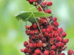 grasshopper-on-red-berries