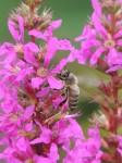 humming-bee-lav-flower
