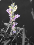 light-laevendar-flower-isolated-color_edited-1
