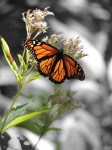monarch-sunlight-wingspan_edited-1