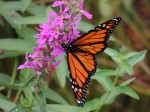 monarch-wingspan