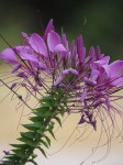 purple-confetti-like-flower-full-color_edited-1