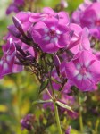 purple-flowers-natural