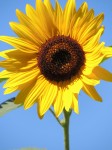 sunflower-blue-sky